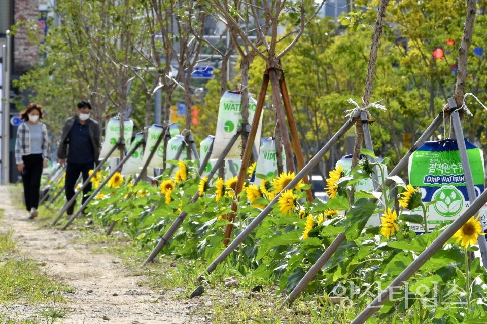 해바라기ⓒ양산타임스