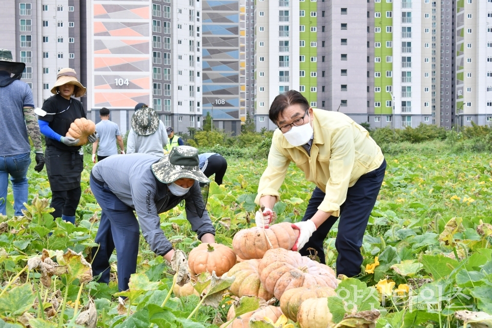 추석맞이 호박나눔 ⓒ양산타임스