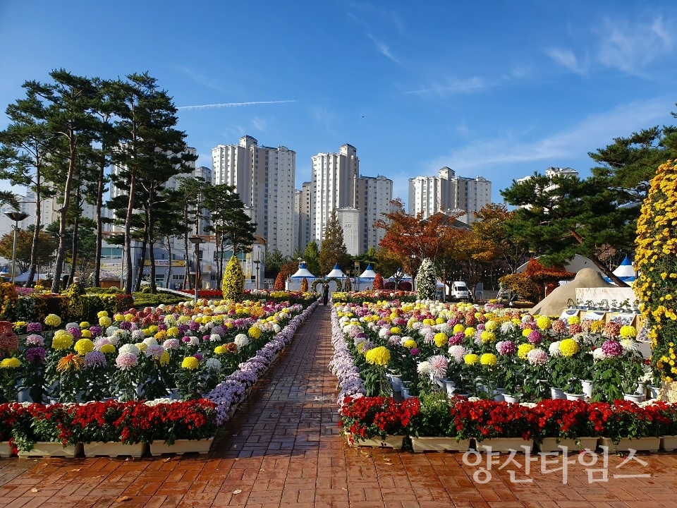 2020 양산국화전시ⓒ양산타임스