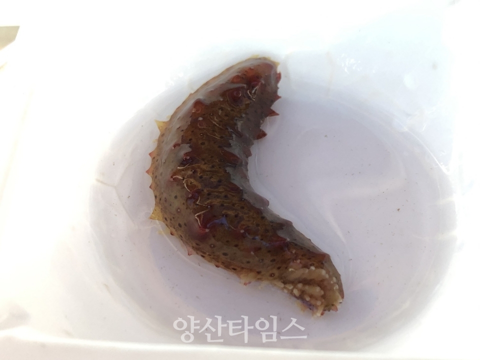 기장군 해조류육종융합연구센터 종자배양동에서 생산한 해삼 ⓒ양산타임스