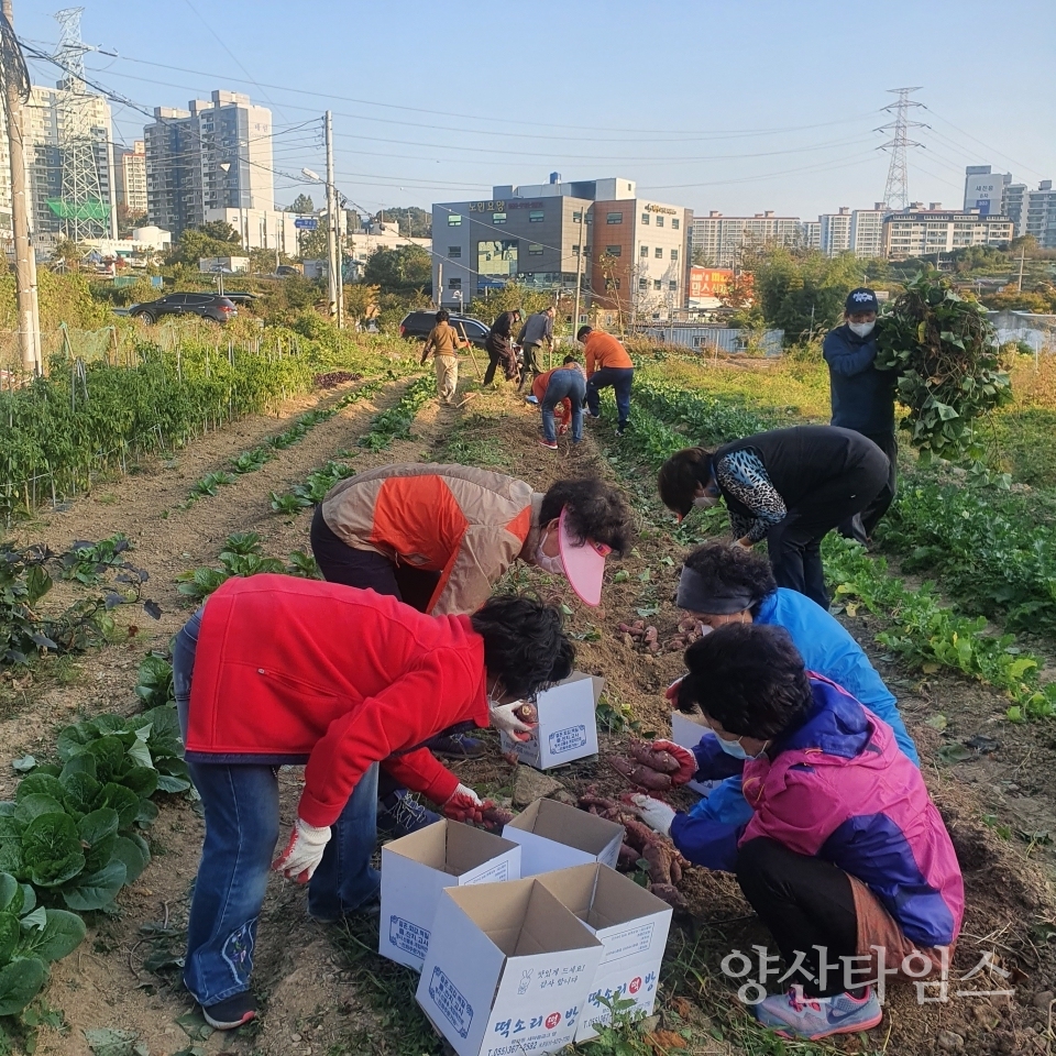 평산동 사랑의 고구마 수확ⓒ양산타임스