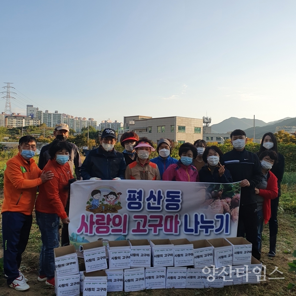 평산동 사랑의 고구마 수확ⓒ양산타임스