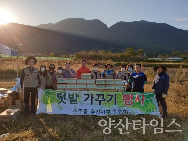 소주동 고구마 수확 나눔ⓒ양산타임스