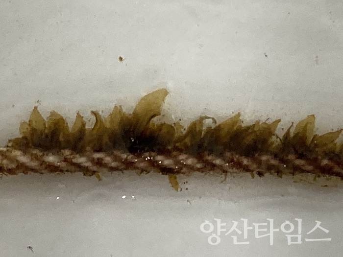 11월 3일 기후변화에 대응하는 고수온 적응 품종개발 해조류 종자 500틀 전달식ⓒ양산타임스