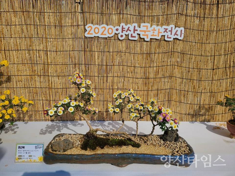 2020양산국화전시 ⓒ양산타임스