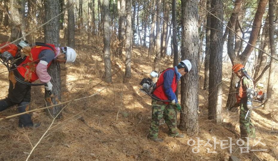 재선충병 예방나무주사ⓒ양산타임스