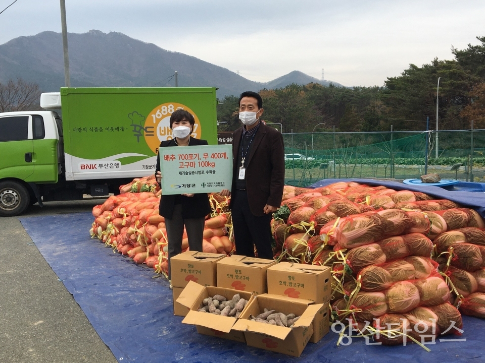 11월 26일 기장군농업기술센터에서 실증시험포 수확물 배추 무 고구마를 기장군지역자활센터 기장군 기초푸드뱅크에 기부했다 ⓒ양산타임스