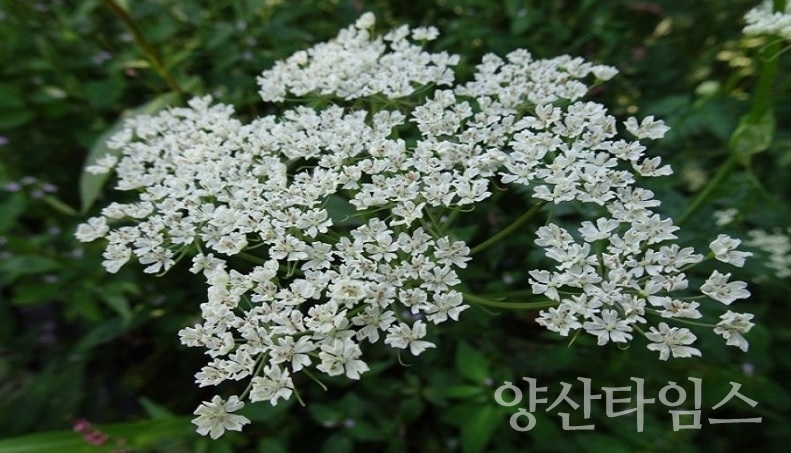 사물탕 약초ⓒ양산타임스