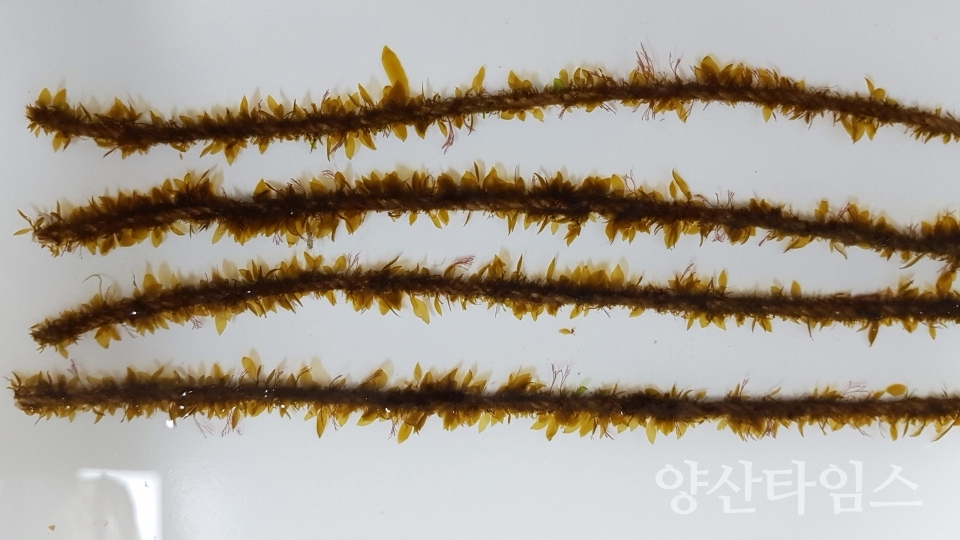 미역종자 해역별 본양성 연구ⓒ양산타임스