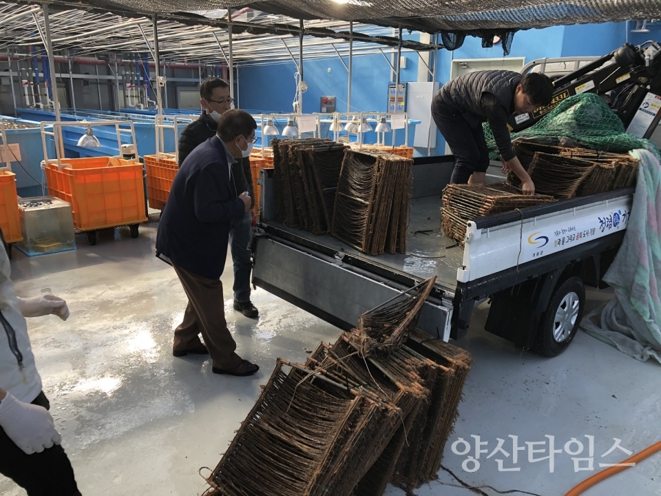 미역종자 해역별 본양성 연구ⓒ양산타임스