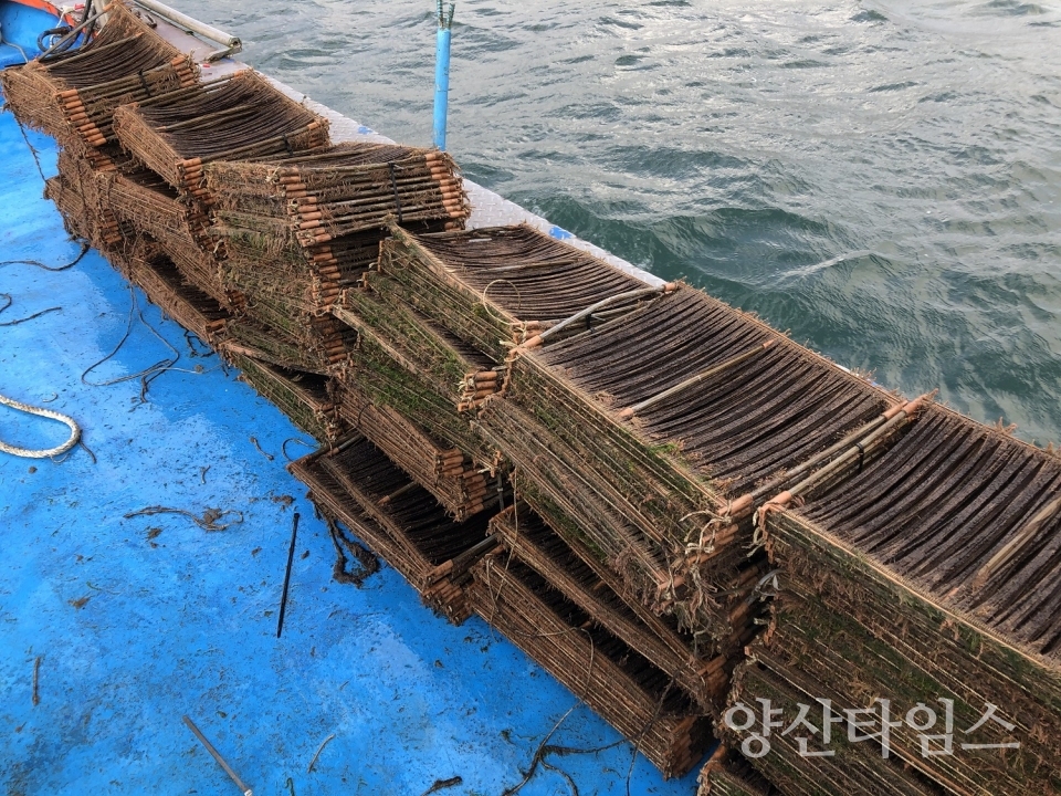 미역종자 해역별 본양성 연구ⓒ양산타임스