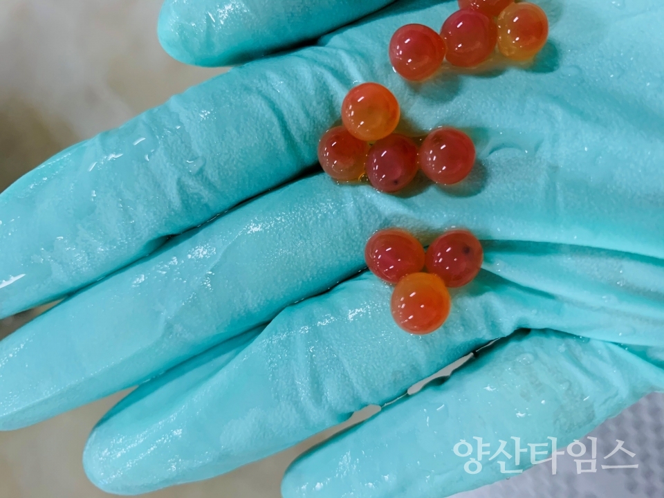 어린연어의 성장일기ⓒ양산타임스