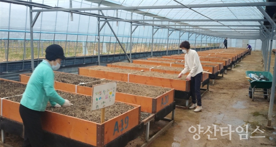 지난해 개장한 공영도시농업 농장 ⓒ양산타임스