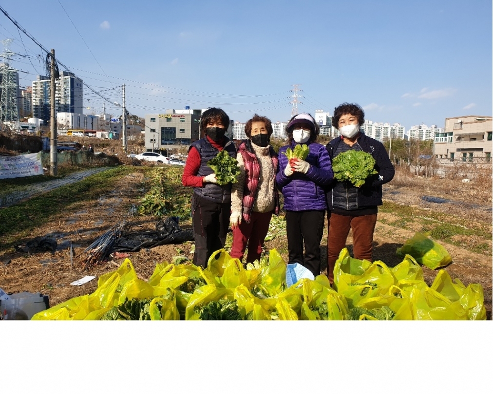 평산동 지역사회보장협 사랑의 배추ⓒ양산타임스