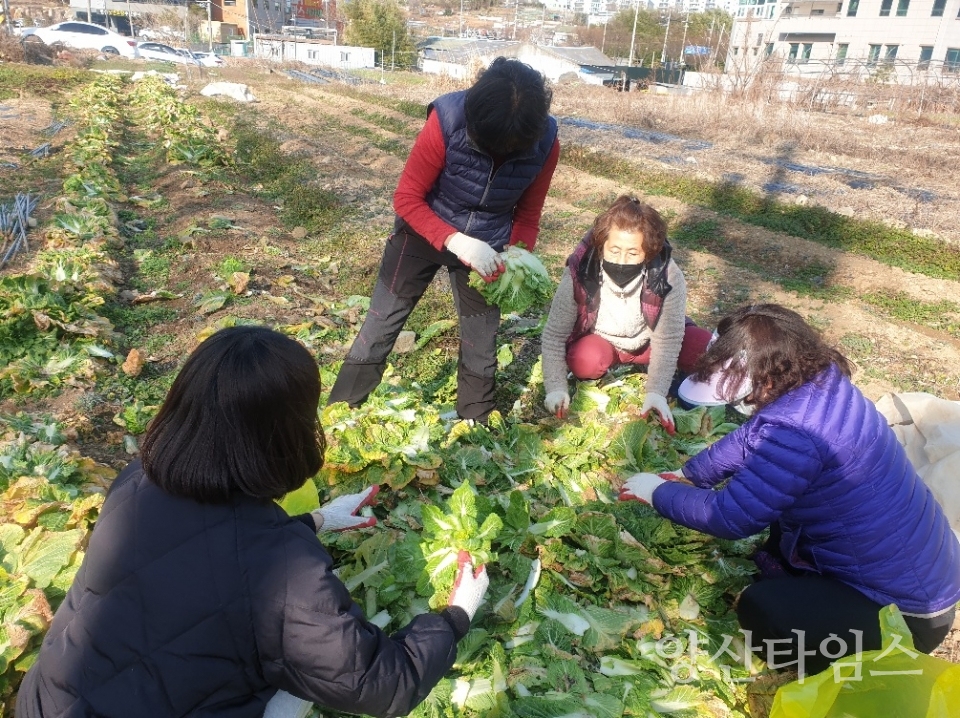 평산동 지역사회보장협 사랑의 배추ⓒ양산타임스