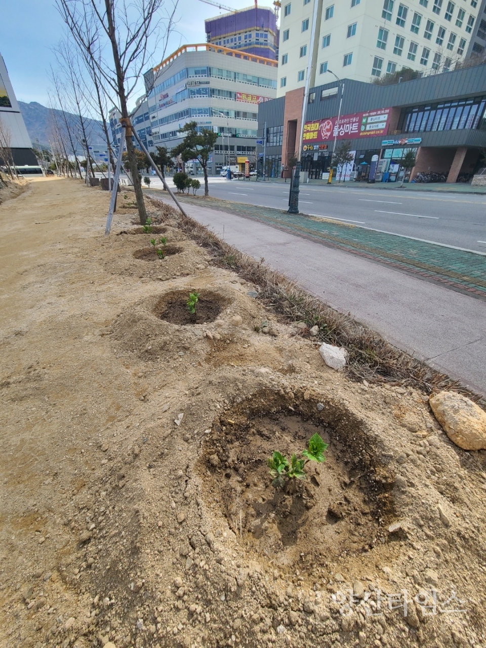 농업기술센터 수국ⓒ양산타임스