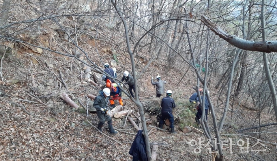 소나무재선충병 방제사업 ⓒ양산타임스