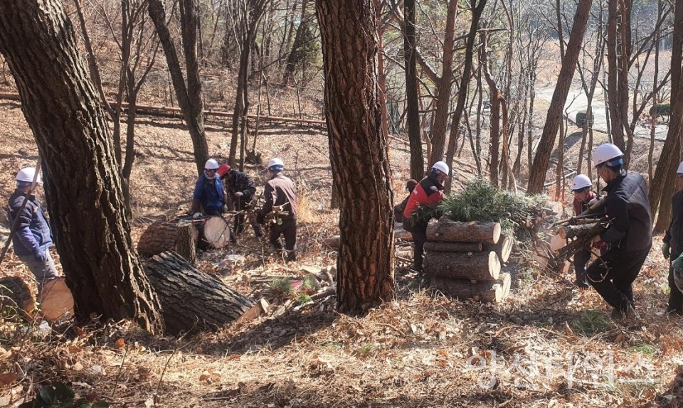 소나무재선충병 방제사업 ⓒ양산타임스