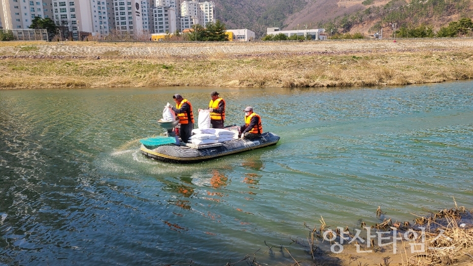 양산천 저질개선제 살포 ⓒ양산타임스