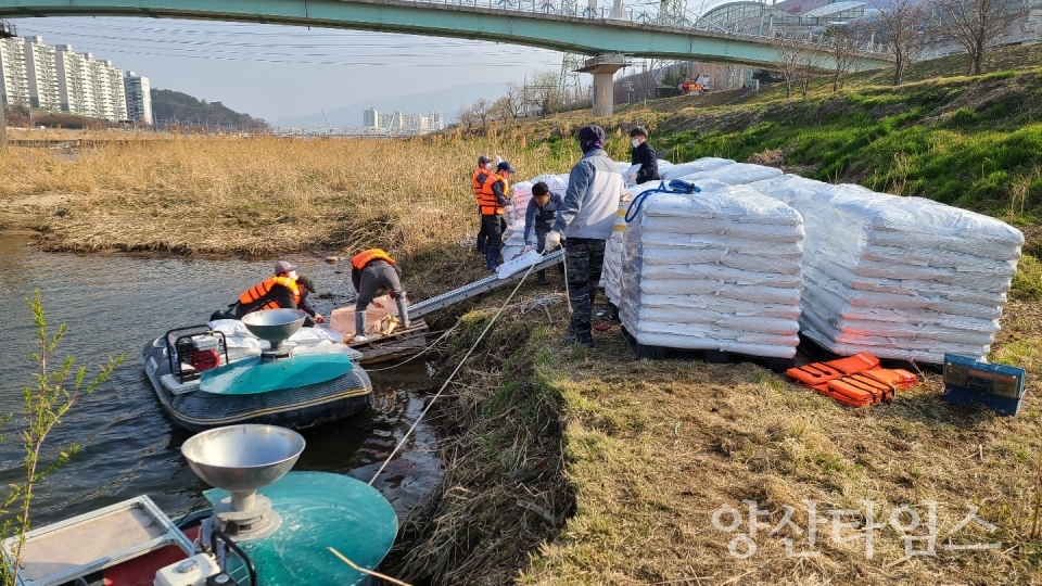 양산천 저질개선제 살포 ⓒ양산타임스