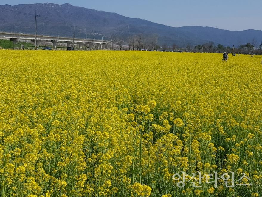 2020년 황산공원 유채경관단지 ⓒ양산타임스