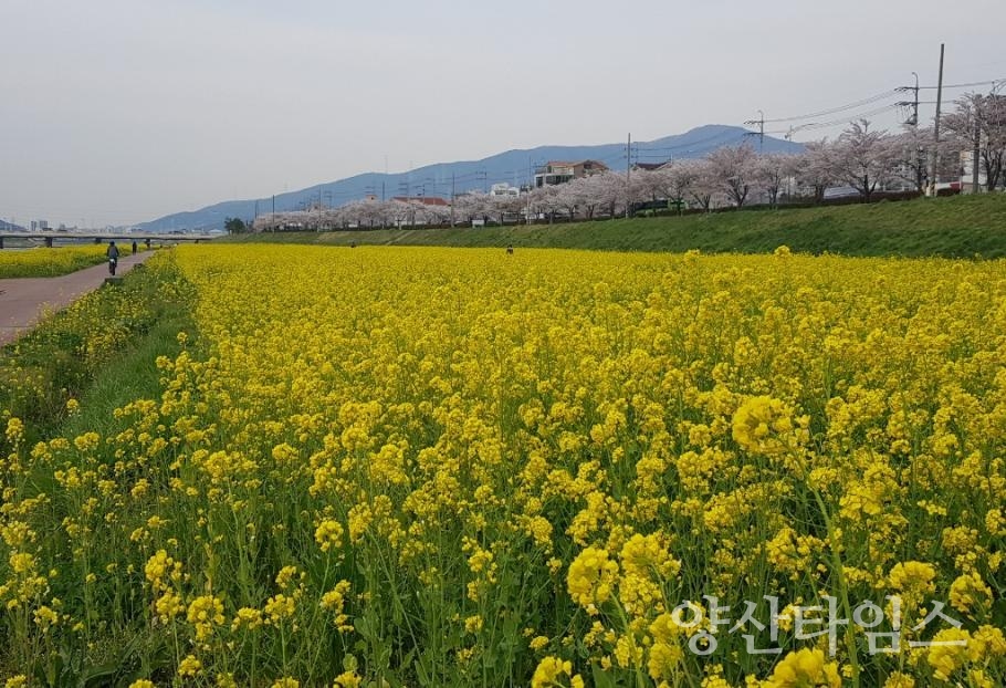 2020년 양산천 둔치 유채경관단지 ⓒ양산타임스