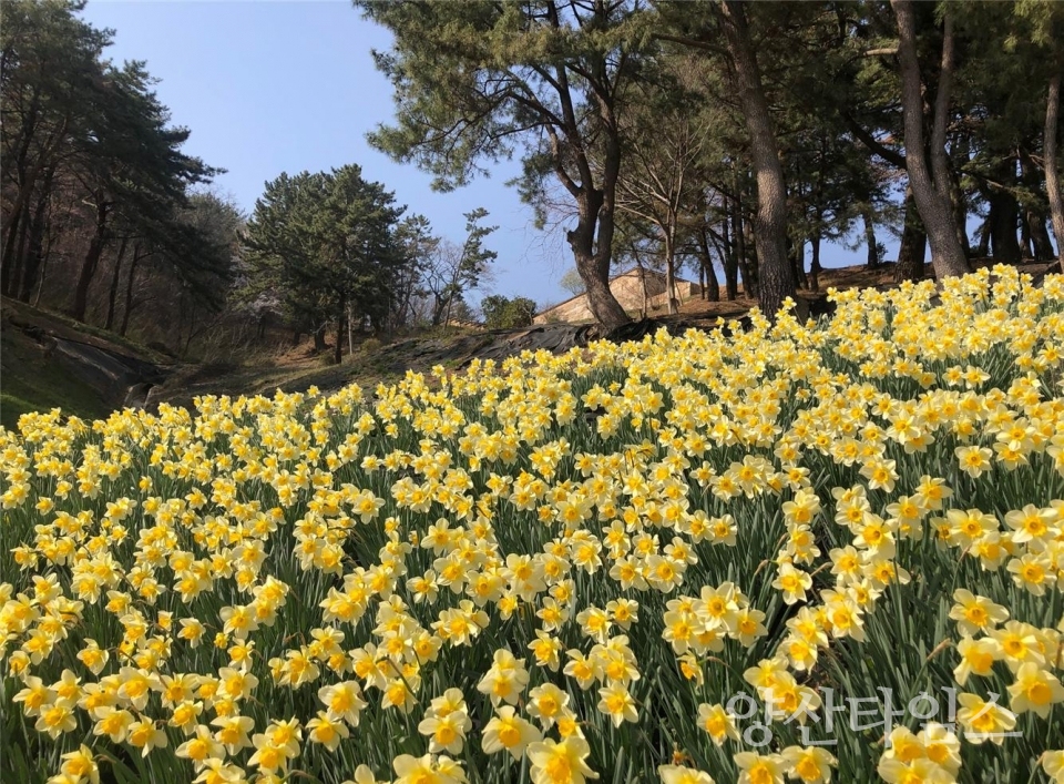 도심 야생화단지 조성ⓒ양산타임스