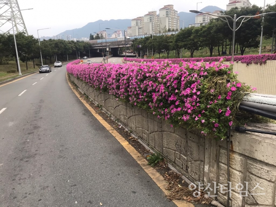 봄맞이 꽃길 조성ⓒ양산타임스