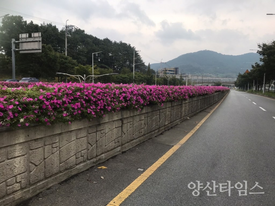 봄맞이 꽃길 조성ⓒ양산타임스