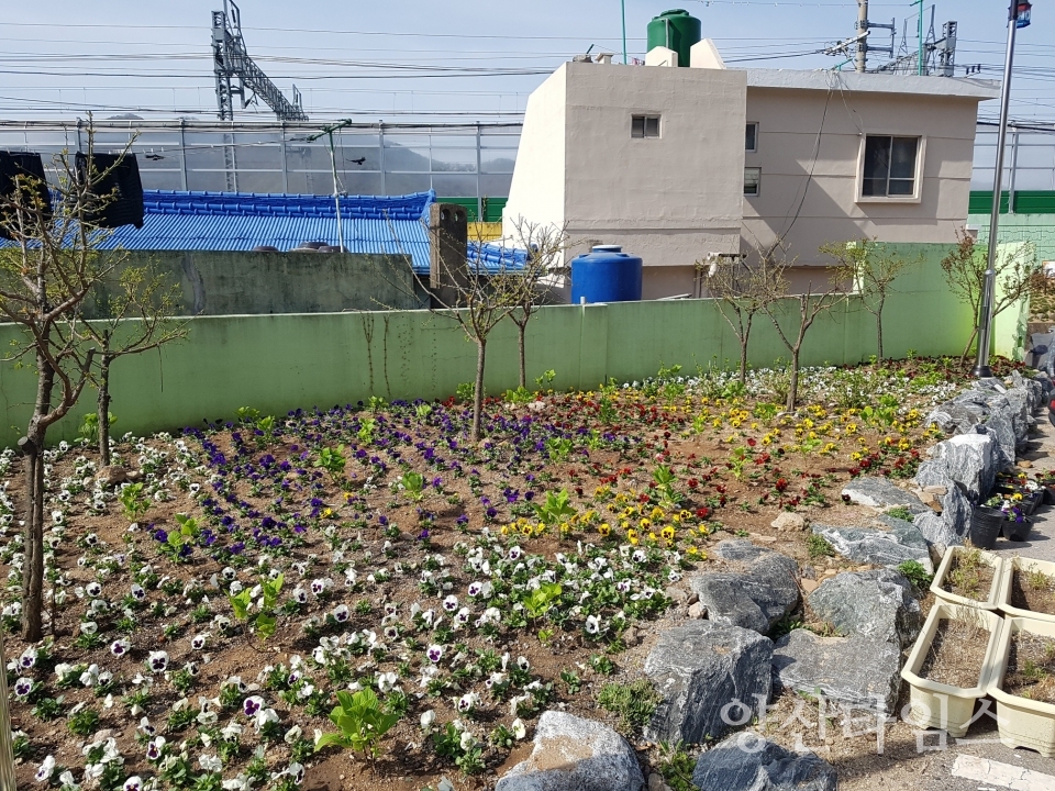 수국꽃길_원동마을 내 ⓒ양산타임스