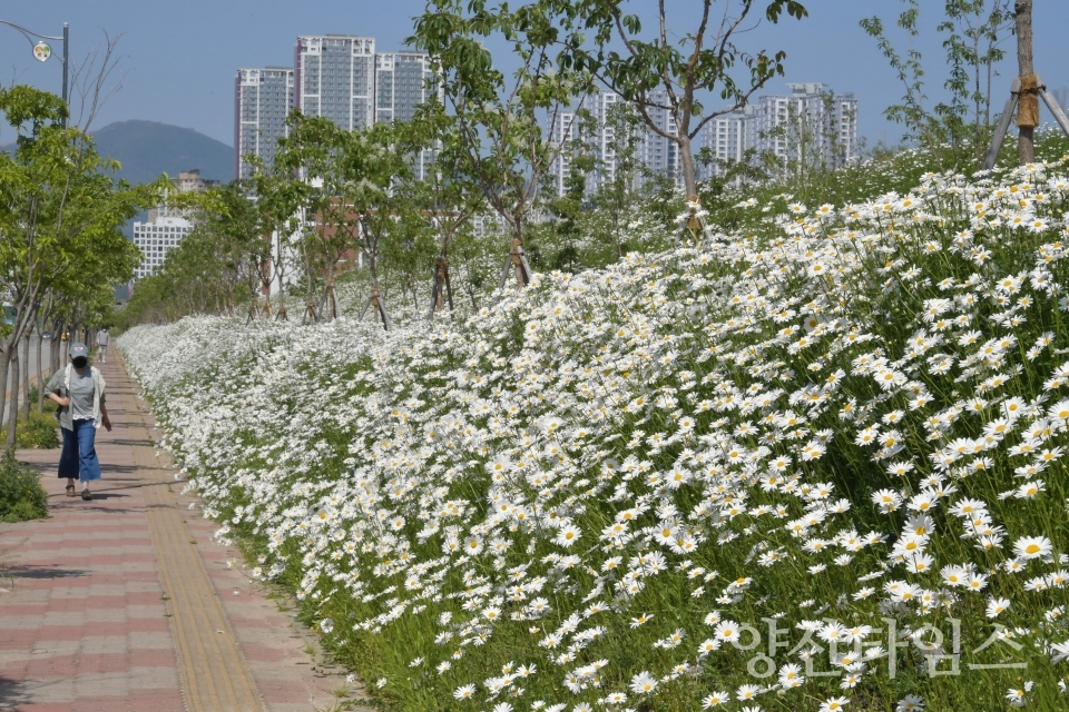 부산대 유휴부지 2021년 꽃길ⓒ양산타임스