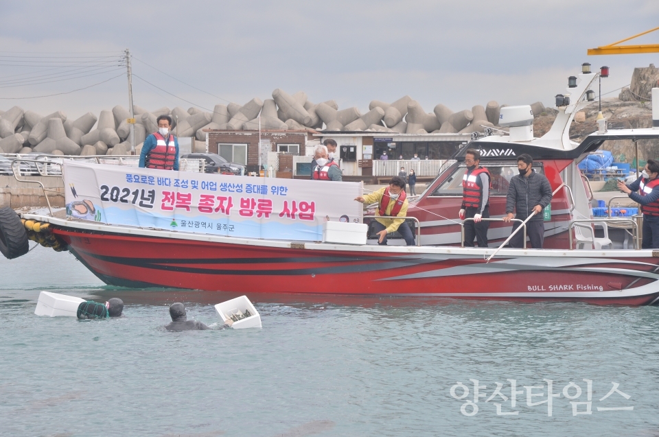 전복종자방류ⓒ양산타임스