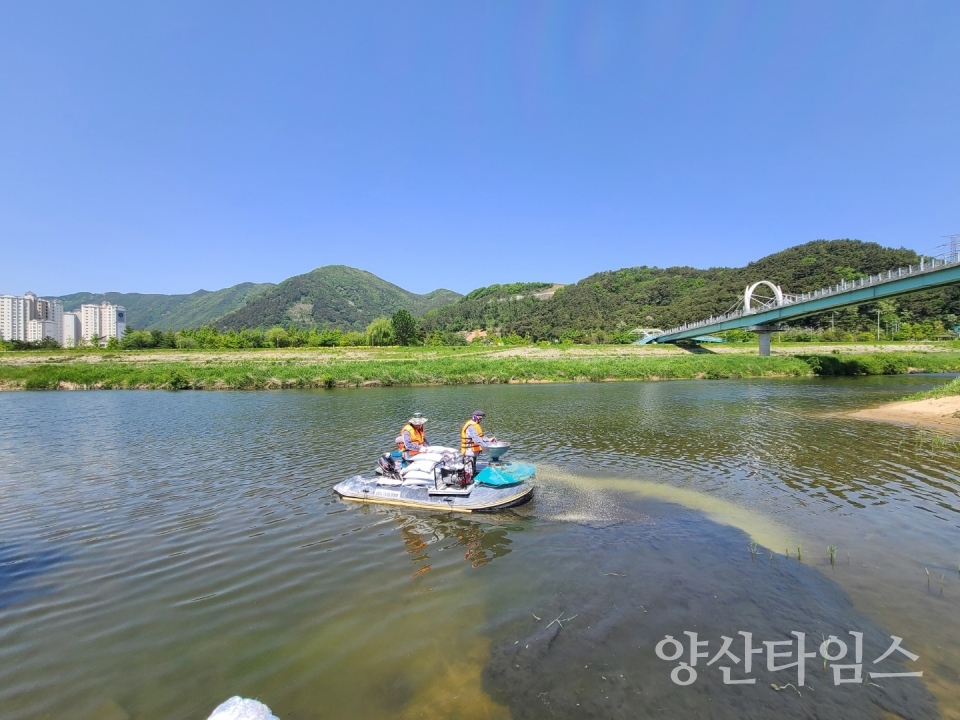 양산천 수질_저질개선제 살포 ⓒ양산타임스