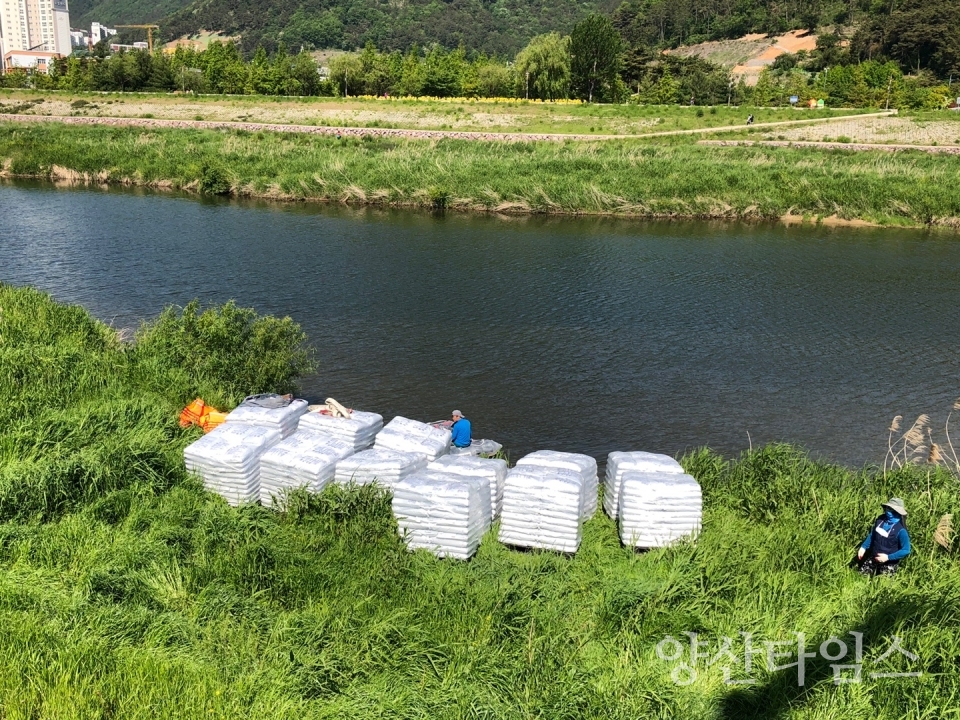 양산천 수질_저질개선제 하차 ⓒ양산타임스