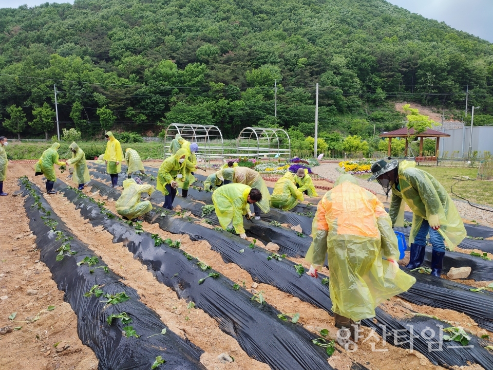 도시농업전문가 과정 기부 텃밭ⓒ양산타임스