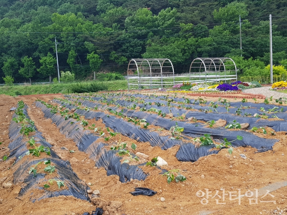 도시농업전문가 과정 기부 텃밭ⓒ양산타임스