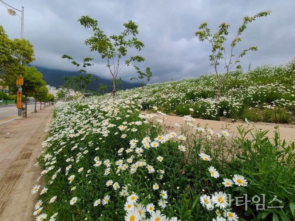 시민 건강숲 산책로 야생화시민 건강숲 산책로 야생화