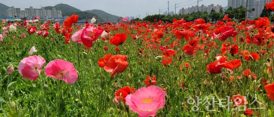 명동공원 꽃양귀비 만개 ⓒ양산타임스