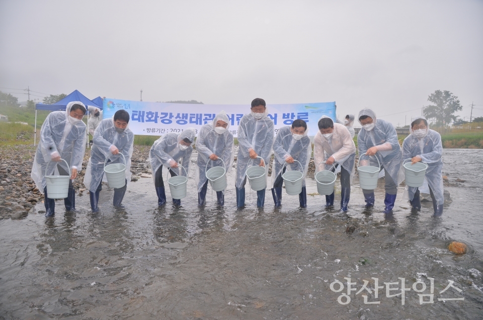 태화강어린황어방류ⓒ양산타임스