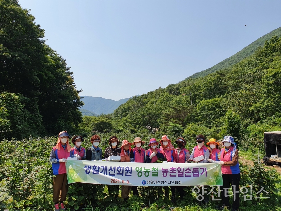 생활개선양산시연합회, 농촌일손돕기에 구슬땀ⓒ양산타임스