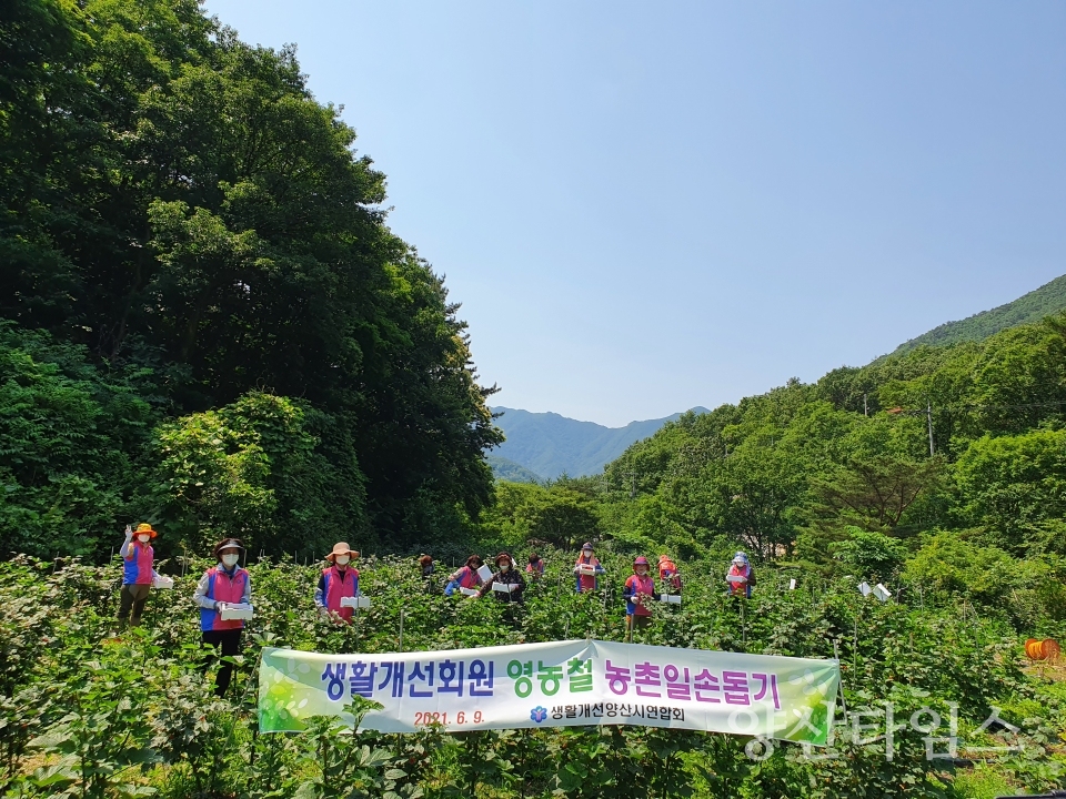 생활개선양산시연합회, 농촌일손돕기에 구슬땀ⓒ양산타임스