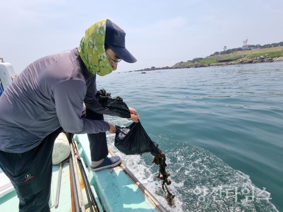 울주군,‘바다의 인삼’어린 해삼 방류 ⓒ양산타임스