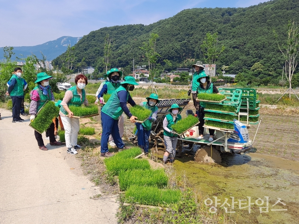 서창동 새마을지도자 모내기 ⓒ양산타임스