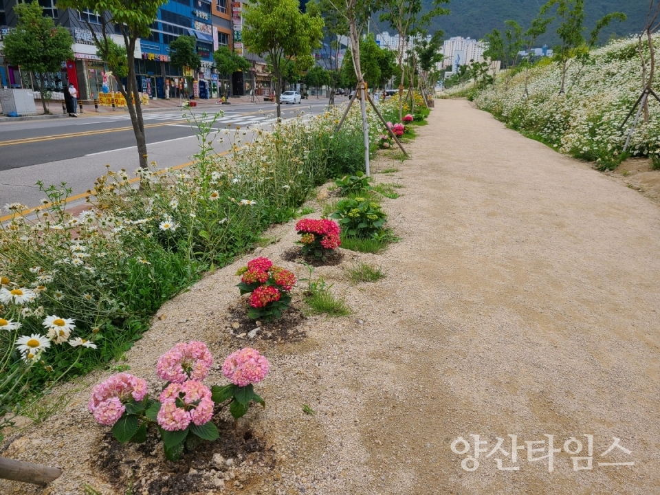 수국사진ⓒ양산타임스