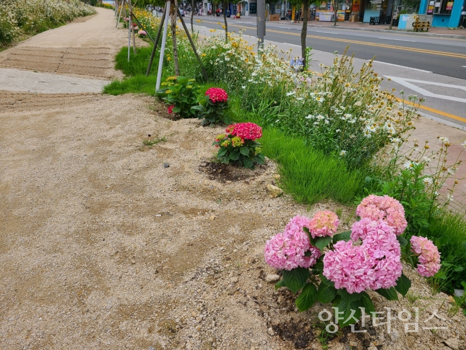 수국사진ⓒ양산타임스