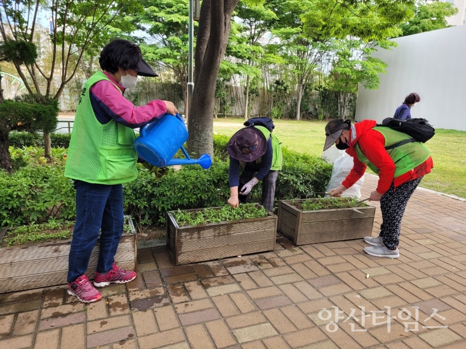 노인일자리지원사업, 상자텃밭에서 가꾼 상추로 맛있는 점심 ⓒ양산타임스