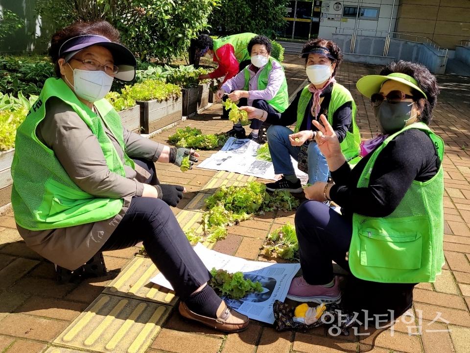 노인일자리지원사업, 상자텃밭에서 가꾼 상추로 맛있는 점심 ⓒ양산타임스