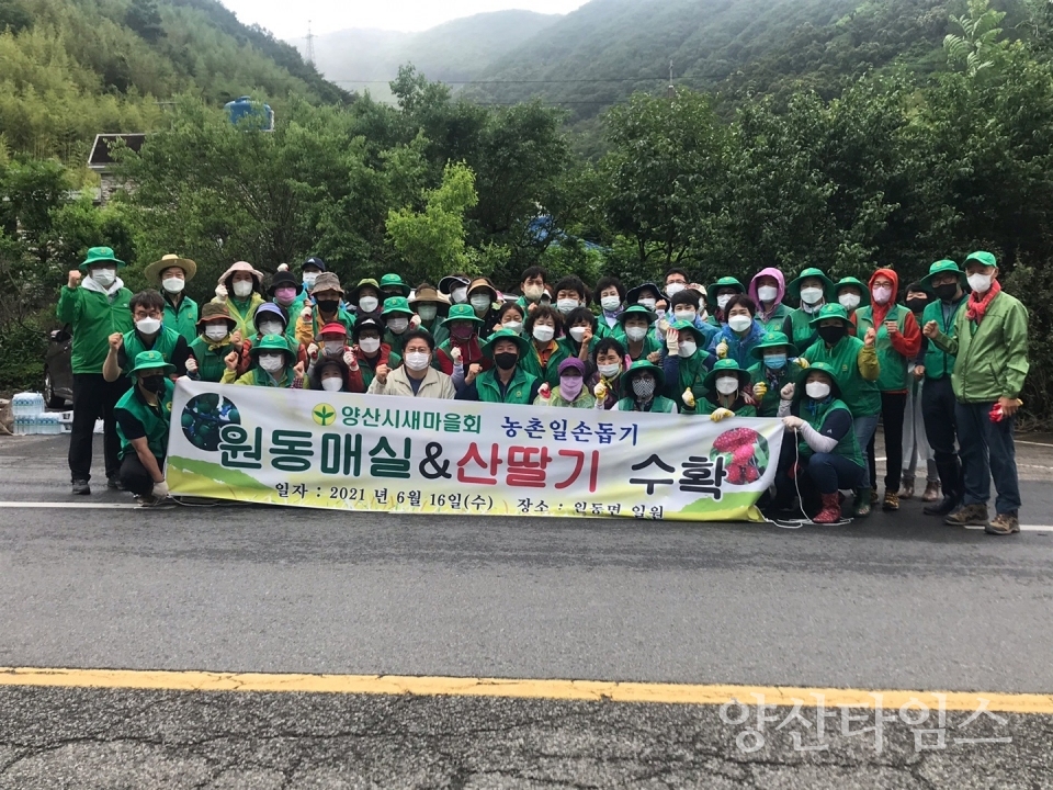 새마을회 농촌일손돕기 ⓒ양산타임스