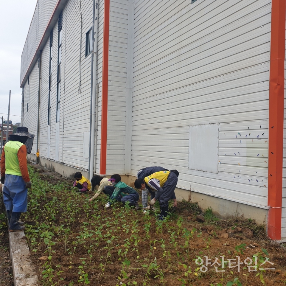 북부마을 희망꽃밭 조성ⓒ양산타임스