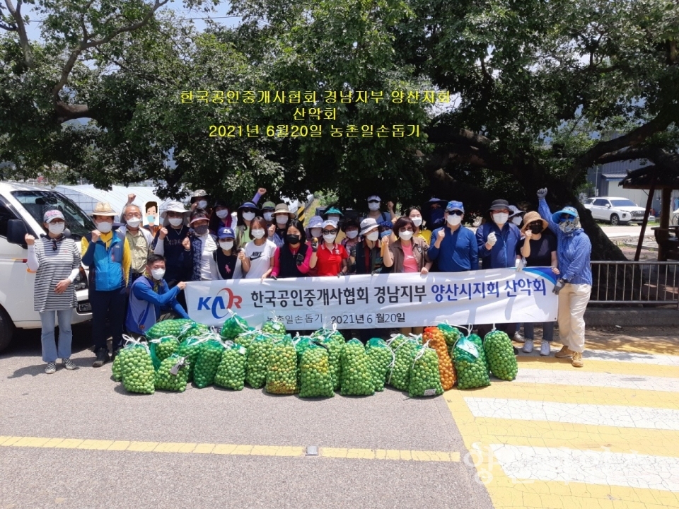 한국 공인중개사협회 경남지부 양산지회산악회농촌 일손돕기 매실따기체험 봉사활동 ⓒ양산타임스